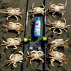 Crab Slayer 8oz