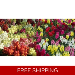 Antirrhinum (Snapdragons) x6..