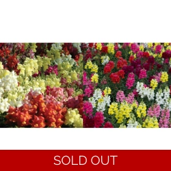 Antirrhinum (Snapdragons) x6..