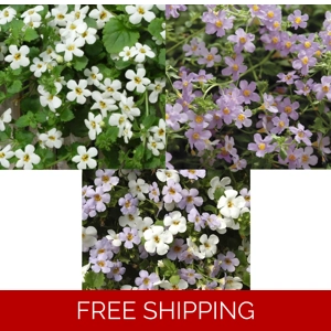 Bacopa Scopia Plug Plan..