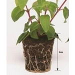 Vinca Minor La Grave x3 Large Plug Plants (Evergreen Shrub)