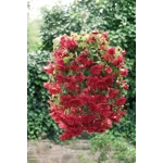 Begonia Illumination x 6 Plug Plants