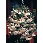 Begonia Illumination x 6 Plug Plants