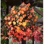 Begonia Illumination x 6 Plug Plants