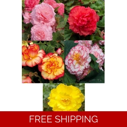 Begonia Majestic x3 Plug Plants