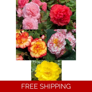 Begonia Majestic x3 Plu..