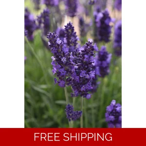 Lavender Blue Spear x3 Plug ..