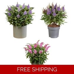 Buddleia Butterfly Candy x3 Plug Plants (Dwarf Shrub)