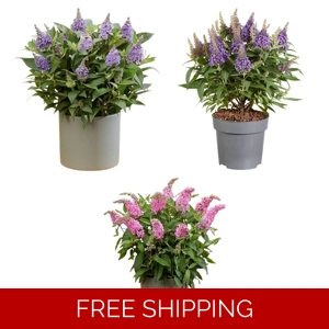 Buddleia Butterfly Candy x3 ..