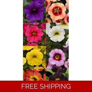 Calibrachoa (Million Bells) ..