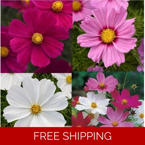 Cosmos Sonata Plug Plan..