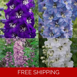 Delphinium Fountain x3 Plug Plants.