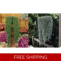 Dichondra x 3 Plug Plants