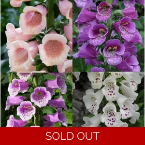 Digitalis Dalmatian x3 ..