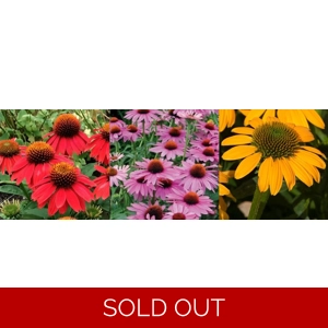Echinacea Lakota x3 Plu..