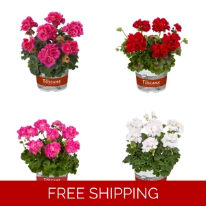 Geranium XXL Galaxy Plu..