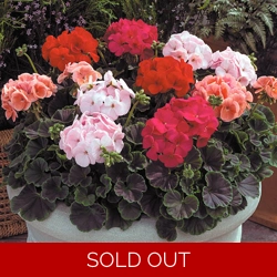 Geranium Shadow (BullsEye) Mix x 6 Plug Plants