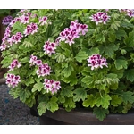 Geranium Orange Fizz x3 Plug Plants