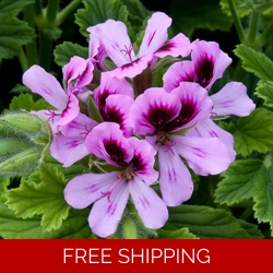 Geranium Orange Fizz x3 Plug Plants