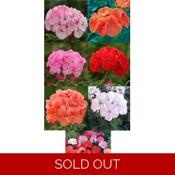 Geranium Horizon Plug Plants x 6