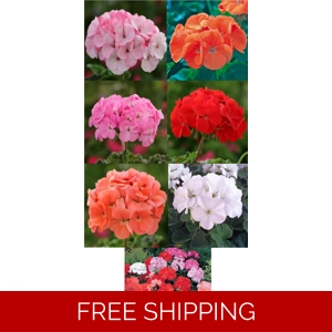 Geranium Horizon Plug P..