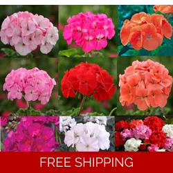 Geranium Horizon Plug Plants x 9