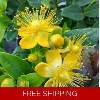 Hypericum Miracle Pistache x3 Large Plug Plants ..