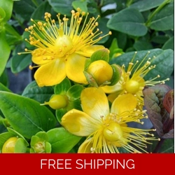 Hypericum Miracle Pistache x3 Large Plug Plants (Semi-Ever..