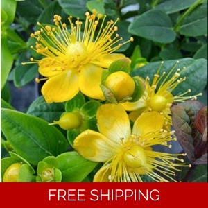 Hypericum Miracle Pistache x..