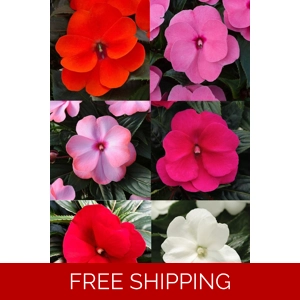 Impatiens Clockwork x3 Plug ..