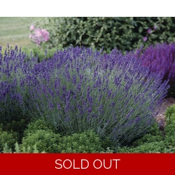 Lavender Hidcote x3 Plug Plants.