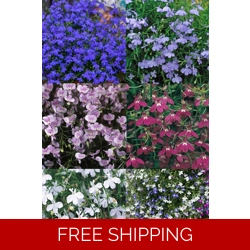 Lobelia Trailing Mini Plug P..