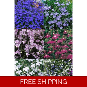 Lobelia Trailing Mini P..