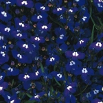 Lobelia Upright Mini Plug Plants x6