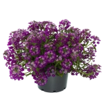 Lobularia Easy Breezy x 3 Plug Plants