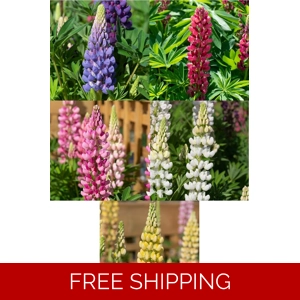 Lupin Legendary x3 Plug..