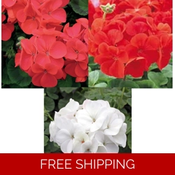 Geranium Palladium x 9 Plug Plants