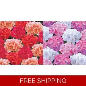 Geranium Palladium x 6 ..