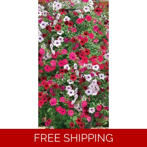 Petunia Tidal Wave x3 P..