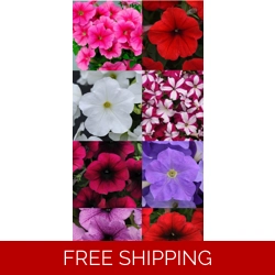 Petunia Easy Wave Trailing x..