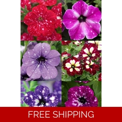 Petunia Sky Semi-trailing