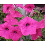 Petunia Tidal Wave x3 Plug Plants