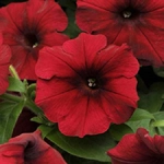 Petunia Tidal Wave x3 Plug Plants