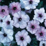 Petunia Tidal Wave x3 Plug Plants