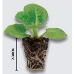 Lobelia Trailing Mini Plug Plants x6