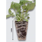 Echinacea Lakota x3 Plug Plants