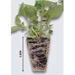 Begonia Illumination x 6 Plug Plants