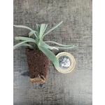 Dichondra x 3 Plug Plants