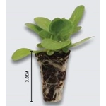 Geranium Horizon Plug Plants x 6