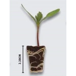 Geranium Shadow (BullsEye) Mix x 6 Plug Plants